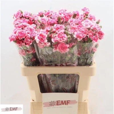 Svazek 10 mnohokvětých karafiátů COSMOCHERRY