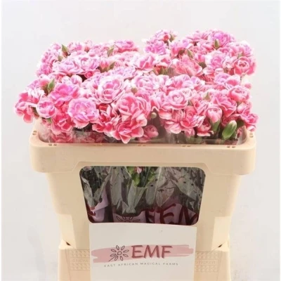 Svazek 10 mnohokvětých karafiátů COSMOCHERRY