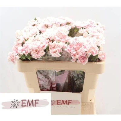 Svazek 10 mnohokvětých karafiátů COSMOPINK