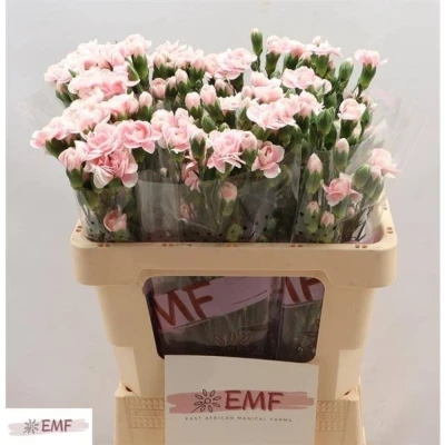 Svazek 10 mnohokvětých karafiátů COSMOPINK 50 cm