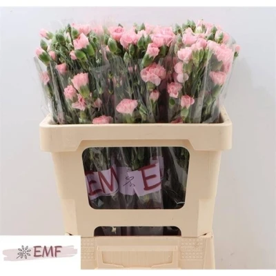 Svazek 10 mnohokvětých karafiátů DOOBADOO 65 cm