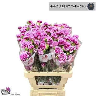 Svazek 10 mnohokvětých karafiátů ENIGMA 55 cm