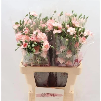 Svazek 10 mnohokvětých karafiátů FANCY AMELIE 60 cm