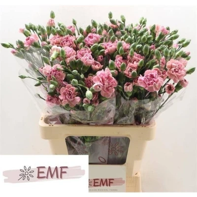 Svazek 10 mnohokvětých karafiátů FLEECE 60 cm