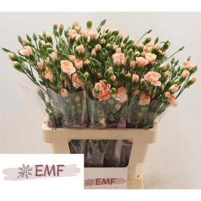 Svazek 10 mnohokvětých karafiátů HAMADA 65 cm