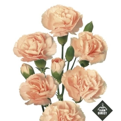 Svazek 10 mnohokvětých karafiátů HAMADA