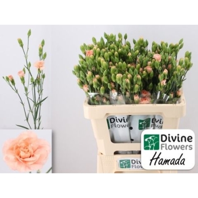 Svazek 10 mnohokvětých karafiátů HAMADA 65 cm