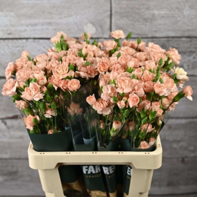 Svazek 10 mnohokvětých karafiátů HAMADA