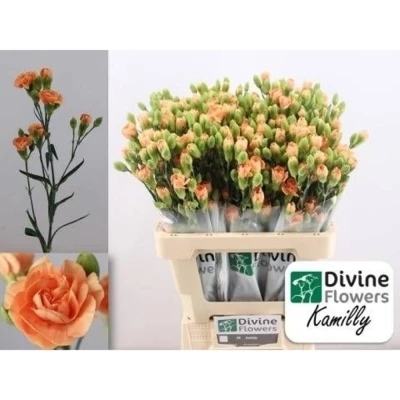 Svazek 10 mnohokvětých karafiátů KAMILLY