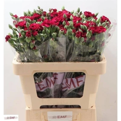 Svazek 10 mnohokvětých karafiátů KINGFISHER SPECIAL