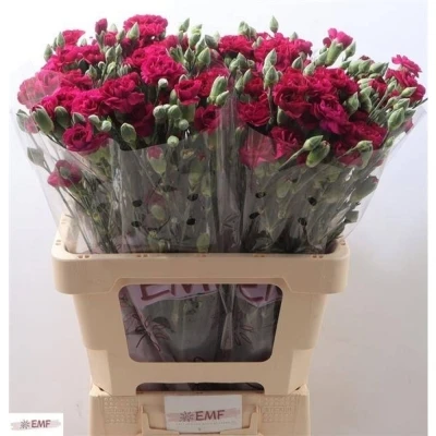 Svazek 10 mnohokvětých karafiátů KINGFISHER SPECIAL