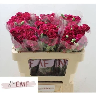 Svazek 10 mnohokvětých karafiátů KINGFISHER SPECIAL