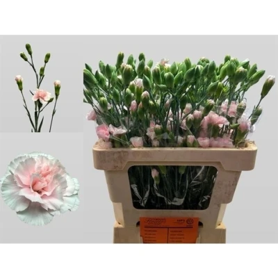 Svazek 10 mnohokvětých karafiátů LIGHT PINK TESSINO 60 cm
