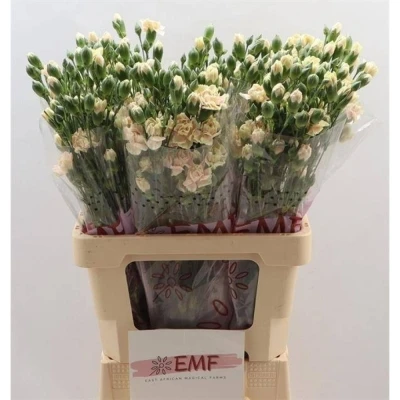 Svazek 10 mnohokvětých karafiátů LUCIA