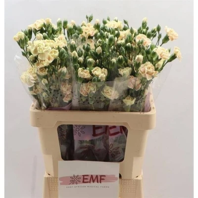 Svazek 10 mnohokvětých karafiátů LUCIA+ 50 cm