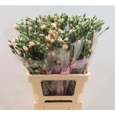 Svazek 10 mnohokvětých karafiátů MISS PRUDENCE 65 cm