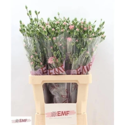 Svazek 10 mnohokvětých karafiátů MOCHA SWEET