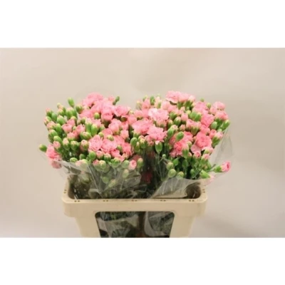 Svazek 10 mnohokvětých karafiátů MONTANA 50 cm