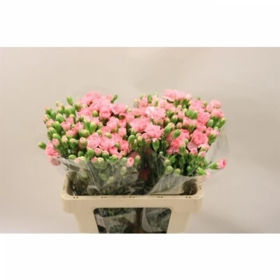 Svazek 10 mnohokvětých karafiátů MONTANA 55cm