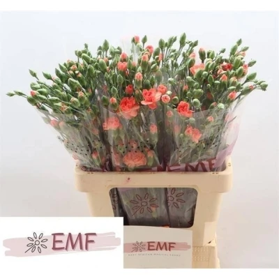 Svazek 10 mnohokvětých karafiátů ORANGE AMELIE 65 cm