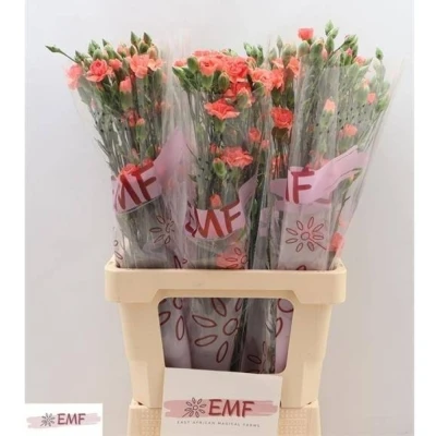 Svazek 10 mnohokvětých karafiátů ORANGE AMELIE