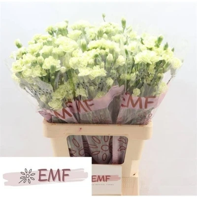 Svazek 10 mnohokvětých karafiátů PARSLEY+ 65 cm