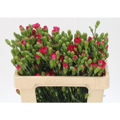 Svazek 10 mnohokvětých karafiátů PICASSO 45 cm