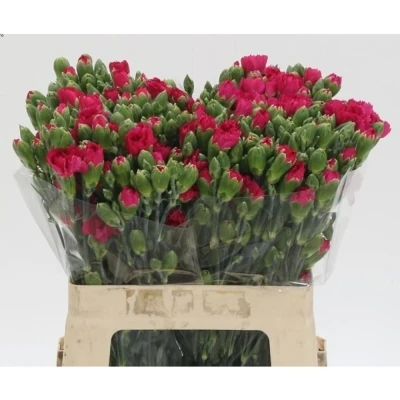 Svazek 10 mnohokvětých karafiátů PICASSO 60 cm