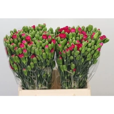 Svazek 10 mnohokvětých karafiátů PICASSO