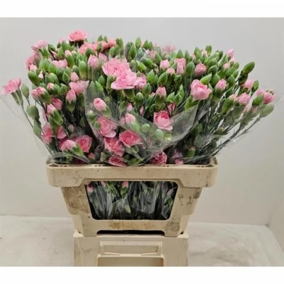 Svazek 10 mnohokvětých karafiátů PINK AMELIE 60 cm