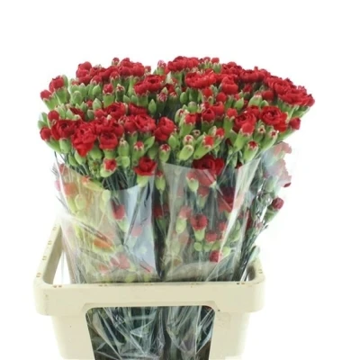 Svazek 10 mnohokvětých karafiátů PINO 65 cm