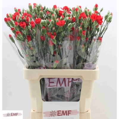 Svazek 10 mnohokvětých karafiátů RED KISS 50 cm