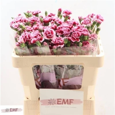 Svazek 10 mnohokvětých karafiátů SALSA