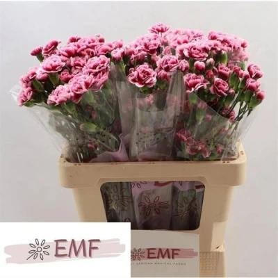 Svazek 10 mnohokvětých karafiátů SALSA