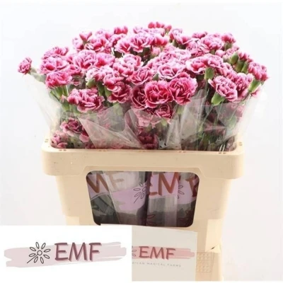 Svazek 10 mnohokvětých karafiátů SALSA 50 cm