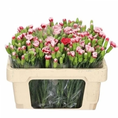 Svazek 10 mnohokvětých karafiátů SCARLETTE PLUS 50cm