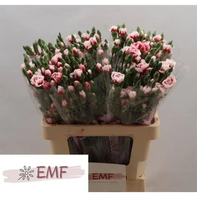 Svazek 10 mnohokvětých karafiátů SWING