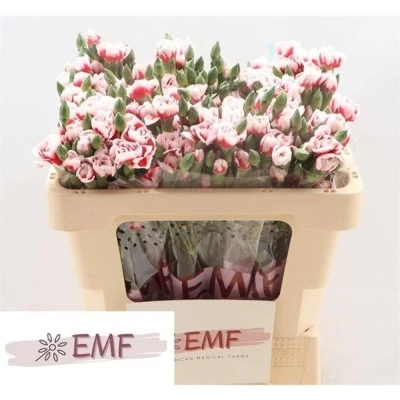 Svazek 10 mnohokvětých karafiátů SWING 55 cm