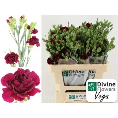 Svazek 10 mnohokvětých karafiátů VEGA 60 cm