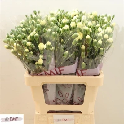 Svazek 10 mnohokvětých karafiátů XANTHE 50cm