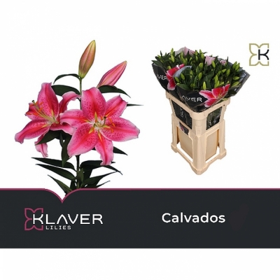 Svazek 10 orientálních lilií CALVADOS 75cm