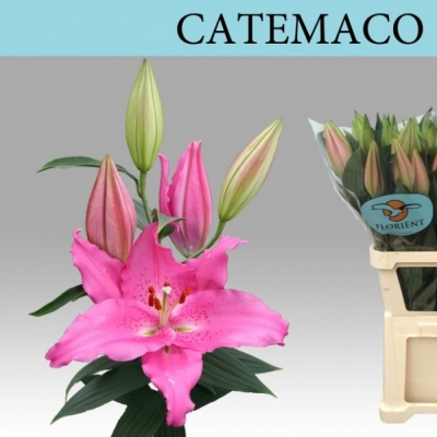 Svazek 10 orientálních lilií CATEMACO