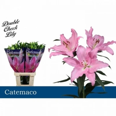 Svazek 10 orientálních lilií CATEMACO