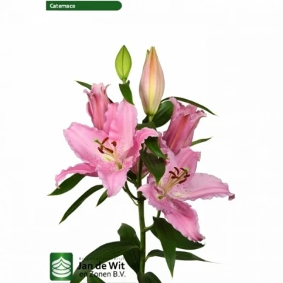 Svazek 10 orientálních lilií CATEMACO