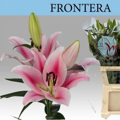 Svazek 10 orientálních lilií FRONTERA