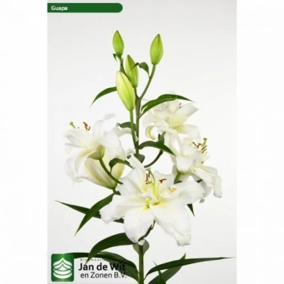 Svazek 10 orientálních lilií GUAPA