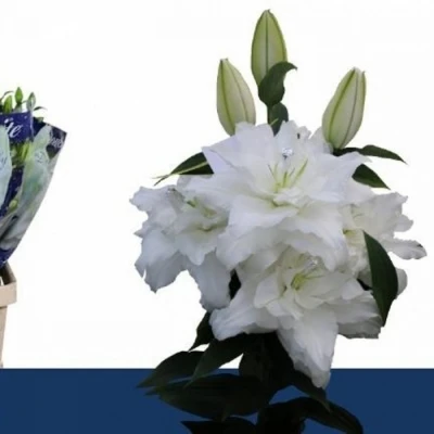 Svazek 10 orientálních lilií GUAPA 100cm