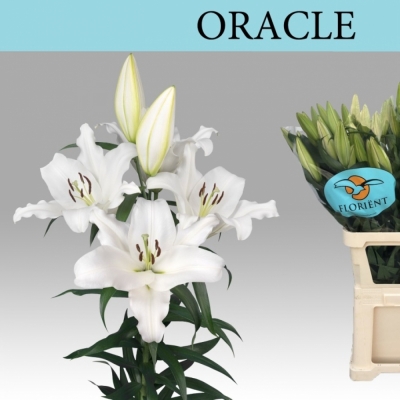 Svazek 10 orientálních lilií ORACLE