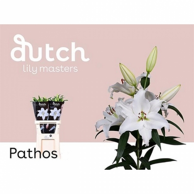 Svazek 10 orientálních lilií PATHOS 85cm