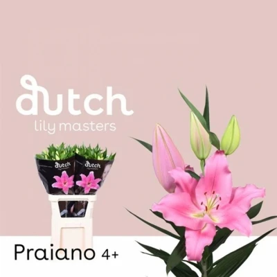 Svazek 10 orientálních lilií PRAIANO